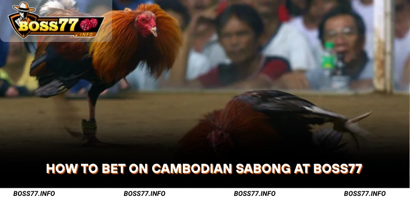 How-to-Bet-on-Cambodian-Sabong-at-Boss77