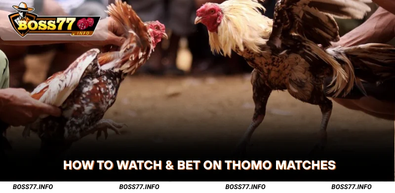 How-to-Watch-and-Bet-on-Thomo-sabong-Matches