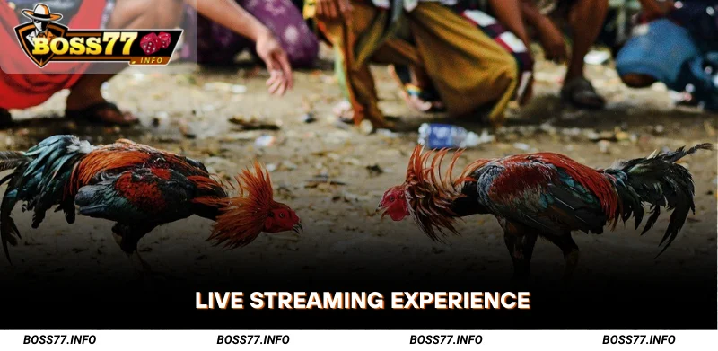 Live-Streaming-Experience