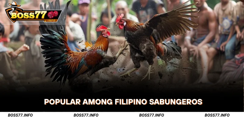 Popular-Among-Filipino-Sabungeros